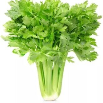 CELERY