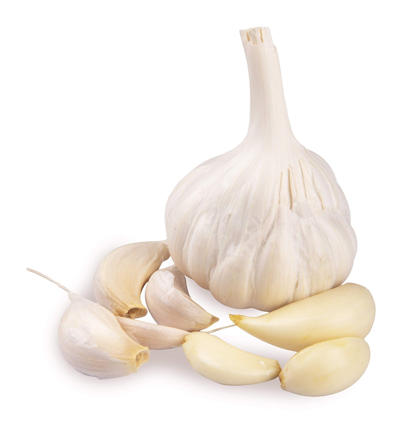 GARLIC
