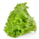 LettuceLeafytabletop_600x.webp