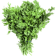 Parsley-fresh-.png