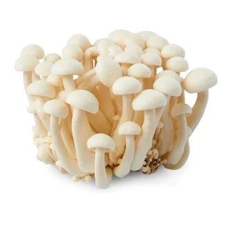 SHIMOJI MUSHROOM WHITE
